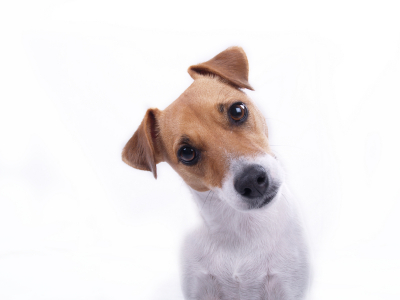 [Image: confused_dog.jpg]