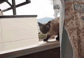 [Image: oh_meow.gif]